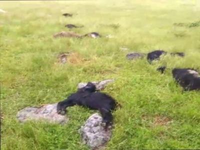  Bitlis'te yıldırım düştü: 20 koyun telef oldu